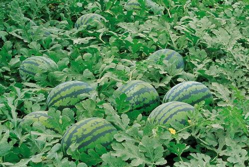 網紅吃瓜群聚集地,網絡社交新現象的聚集地