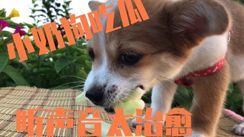 娛樂吃瓜醬狗狗,揭秘娛樂圈的萌寵生活