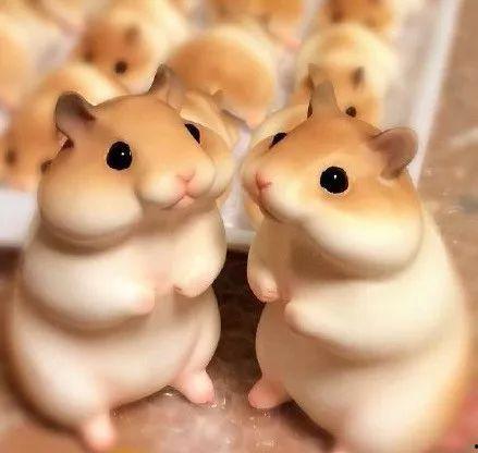 娛樂吃瓜醬當(dāng)倉鼠店老板,揭秘當(dāng)倉鼠店老板的趣味日常