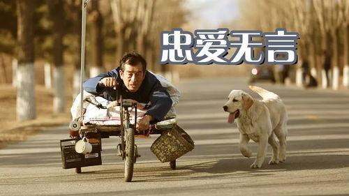 忠愛無言免費(fèi)觀看中字,感人至深的人犬情緣免費(fèi)觀影之旅