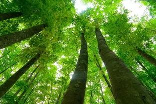 日本晚春,櫻花爛漫，詩意盎然