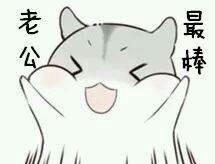 倉鼠表情包老公起床了,老公起床了，萌寵的一天開啟