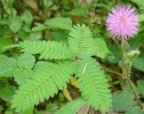 含羞草無碼片,一場視覺與情感的盛宴